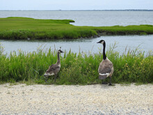 A Canada Goose Parent And Its Gosling Residing At The Edwin B. Forsythe National Wildlife Refuge, Galloway, New Jersey.