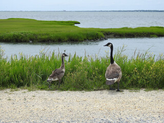 Wall Mural - A Canada Goose parent and its gosling residing at the Edwin B. Forsythe National Wildlife Refuge, Galloway, New Jersey.