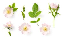 Set / Collection Of Delicate Wild Roses, Flowers, Buds And A Leaf, Isolated Over A Transparent Background, Cut-out Romantic Wildflower Or Garden Design Elements, Top View / Flat Lay