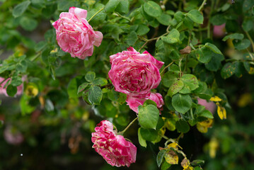 Wall Mural - pink rose bud on a bush close macro