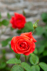 Wall Mural - red rose bud on a bush close macro