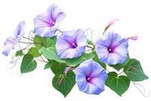 Morning Glory Flower Tropical Garden Nature On White Background, HD