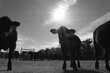 Black angus cattle in cow herd from Texas ranch field in black and white.