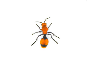 Wall Mural - Female Dasymutilla occidentalis - red velvet ant, eastern velvet ant, cow ant or cow killer - a species of parasitoid wasp native to the eastern United States. Isolated on white background top view