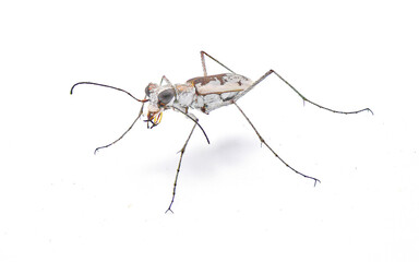 Wall Mural - Ellipsoptera hirtilabris - Moustached Tiger Beetle - silver white grey a predator beetle in hot arid dry sand areas with sparse vegetation of Florida.  isolated on white background side front view