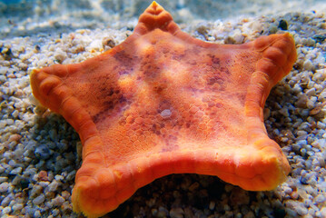 Sticker - Underwater image of Placenta biscuit starfish - (Sphaerodiscus placenta)