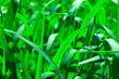 Close up bright green grass, natural green background with blur. Grass field macro shut