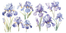 Watercolor Iris Flower Clipart For Graphic Resources