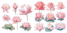  Watercolor Lotus Clipart For Graphic Resources