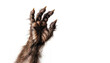 © Julya - furry scary monster  werewolf paw