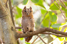 Close-up Portrait Of An Adorable Screech Owl (Megascops Asio) In A Tree In Sarasota, Florida