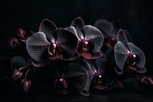 Rare Black Orchid Flowers Isolated On Dark Background. Generative AI