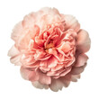 pink carnation flower isolated on transparent background cutout
