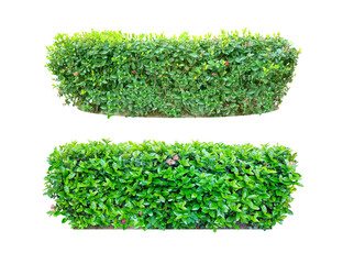 Wall Mural - Ixora Ornamental plants and Green leafed bushes. (shrub) Square shape. For making fences and decorating the garden for beauty. Collection of 2 trees. (png)