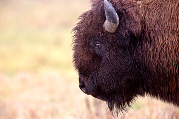 close up buffalo bison canada