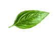 © sommai - basil leaf isolated on  transparent png