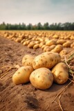 Fototapeta Do akwarium - Fresh potatoes on the ground. Generative AI