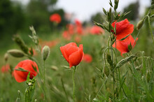 Poppies In The City Of June