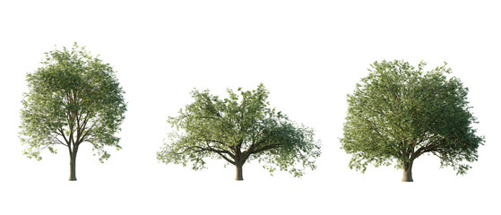 Wall Mural - isolated cutout tree Quercus cerris in 3 different variation, daylight, summer season, best use for landscape design, and post pro render