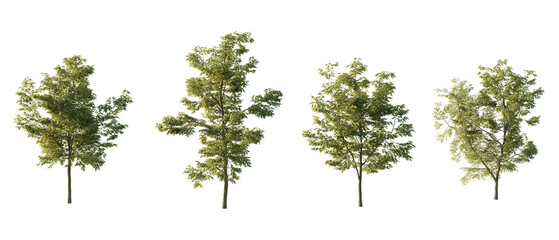 Wall Mural - isolated cutout tree Robinia pseudoacacia in 3 different variation, daylight, summer season, best use for landscape design, and post pro render