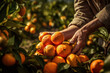 © alexkoral - hands of person gardener harvest ripe oranges in garden in summer. Generative AI illustration
