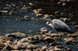 A Grey Heron eating a fish on the river Eamont near Penrith Cumbria .