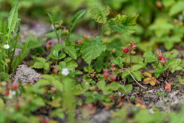 Sticker - Wild strawberries ripe in the garden.