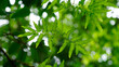 green leaves of Lygodium japonicum