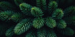 © Inai - Close up of evergreen conifer fir, spruce, pine. Macro Shoot coniferous branch. Nature forest background, wallpaper. Generative ai