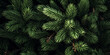 © Inai - Close up of evergreen conifer fir, spruce, pine. Macro Shoot coniferous branch. Nature forest background, wallpaper. Generative ai