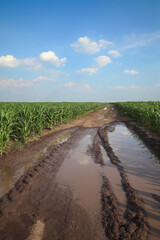 Wall Mural - Green corn plants in field with country road and blue sky after rain in spring