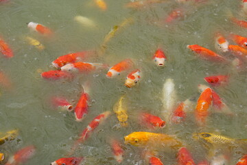 Wall Mural - Colorful decorative fish float in an artificial pond, view from above