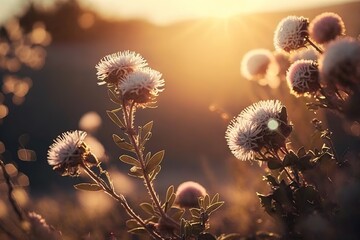 Wall Mural - sunlight filters between the petals of a flowering plant as dusk falls. superior image quality gener