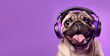 Leinwandbild Motiv Happy puppy in headphones on a purple background. AI generation