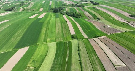 Wall Mural - Green Lush Farm Fields and Meadows in Poland at Spring.