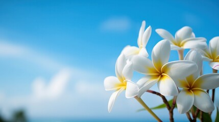 Wall Mural - White frangipani flower against a blue sky. Generative AI.