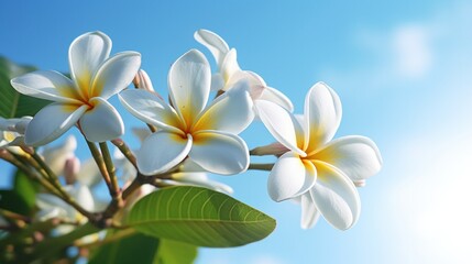Wall Mural - White frangipani flower against a blue sky. Generative AI.