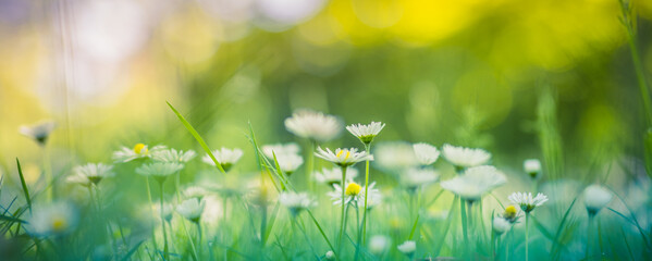 Wall Mural - peaceful soft focus daisy meadow landscape. beautiful grass, sunny fresh green blue foliage. tranqui