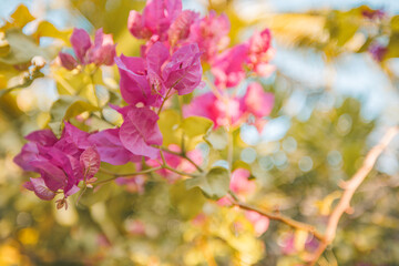 Wall Mural - Romantic love flowers. Pink bougainvillea floral background, blurred sunny lush foliage. Exotic garden or park natural blooming plants. Closeup nature fresh decor flowers. Tropics Mediterranean garden