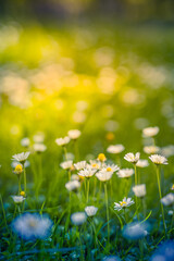 Wall Mural - relaxing soft focus sunset field landscape of yellow flowers grass meadow warm golden hour sunset su
