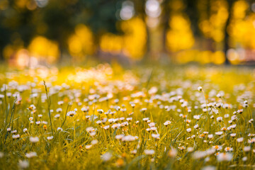 Wall Mural - Relaxing soft focus sunset field landscape of yellow flowers grass meadow warm golden hour sunset sunrise. Tranquil spring summer nature closeup and blurred forest background. Idyllic floral bloom