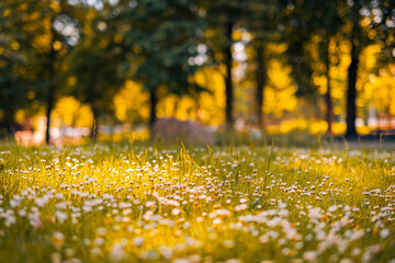 Wall Mural - relaxing soft focus sunset field landscape of yellow flowers grass meadow warm golden hour sunset su