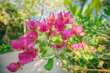 Wall Mural - Romantic love flowers. Pink bougainvillea floral background, blurred sunny lush foliage. Exotic garden or park natural blooming plants. Closeup nature fresh decor flowers. Tropics Mediterranean garden