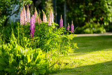 Beautiful Pink Lupins Blossoming On Flower Bed On Summer Day. Bunch Of Lupines.