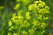 Cypress spurge Euphorbia cyparissias with many yellow flowers in spring