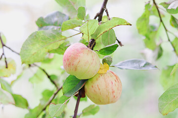 Two apples on branch in summer day outdoors. Close-up. Branch of apple tree with fresh apples and green leaves on nature background. Apple harvest.