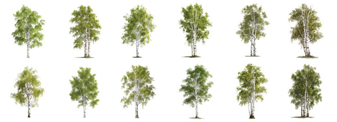 set of birch (betula l.), spring or summer, green foliage, home and garden decoration, vector isolat