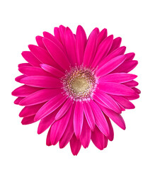 pink gerbera flower isolated on transparent background. vibrant bright pink gerbera daisy blooming f