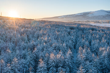 Wall Mural - Morning aerial view of the winter forest in the vicinity of the northern city. Sunrise over the hills. The tops of the snow-covered larch trees are illuminated by the sun. Magadan, Siberia, Russia.