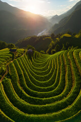 Aerial top view of fresh paddy rice terraces, green agricultural fields in countryside or rural area of Mu Cang Chai, mountain hills valley in Asia, Vietnam. Nature landscape background.